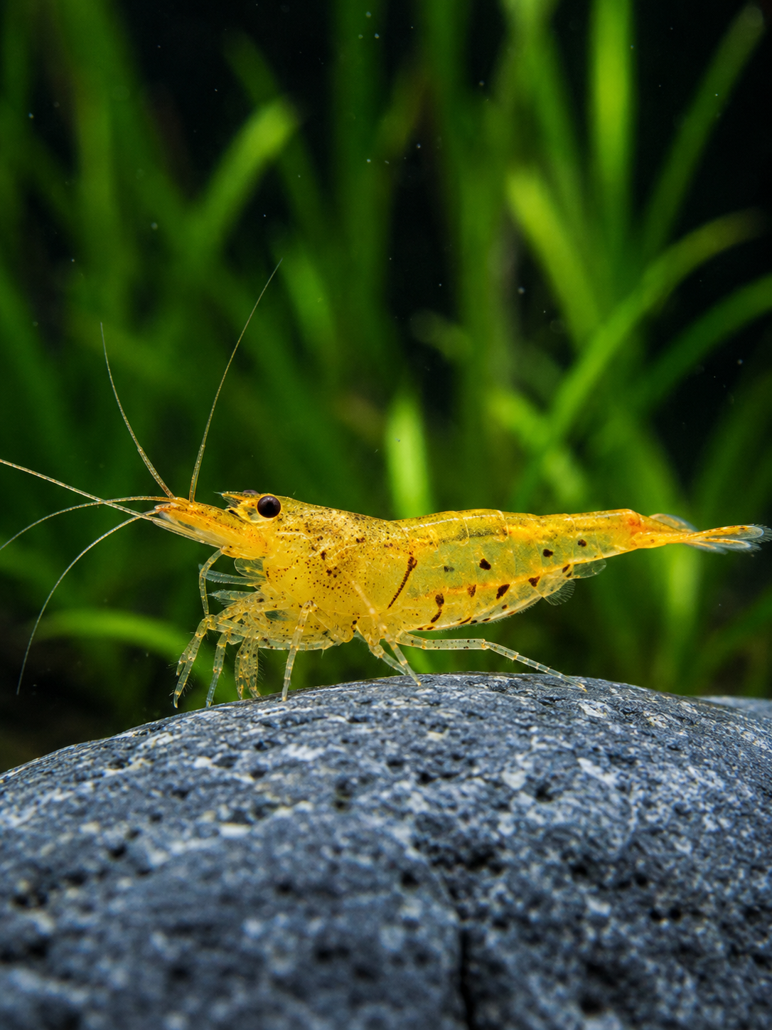 Golden Tiger Shrimp, Drei außergewöhnliche Tigergarnelen und warum ihre Namen oft für Verwirrung sorgen