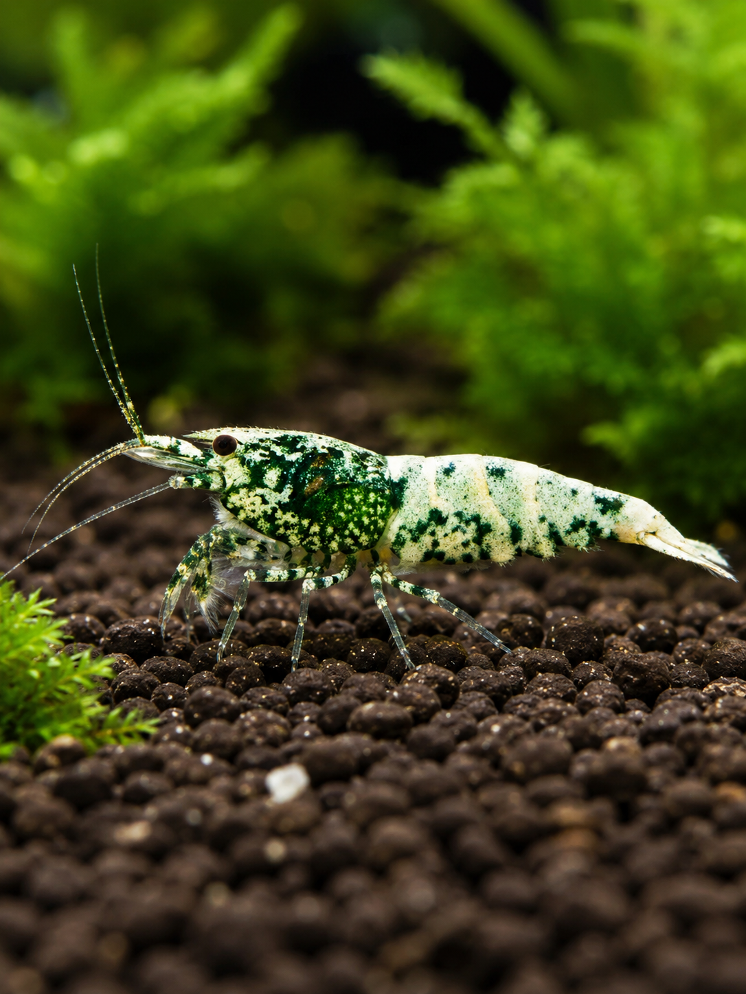Caridina Garnelen halten: Der komplette Guide von der Einrichtung bis zur erfolgreichen Zucht