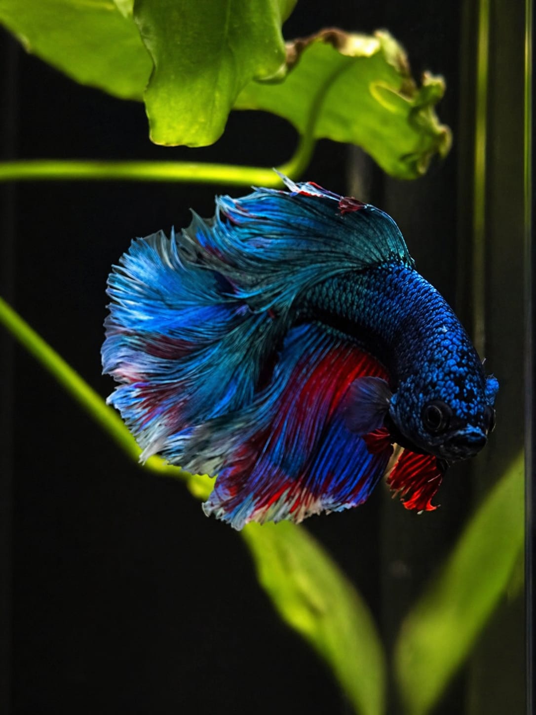 Die richtige Haltung von Betta splendens – So lebt dein Kampffisch gesund und stressfrei