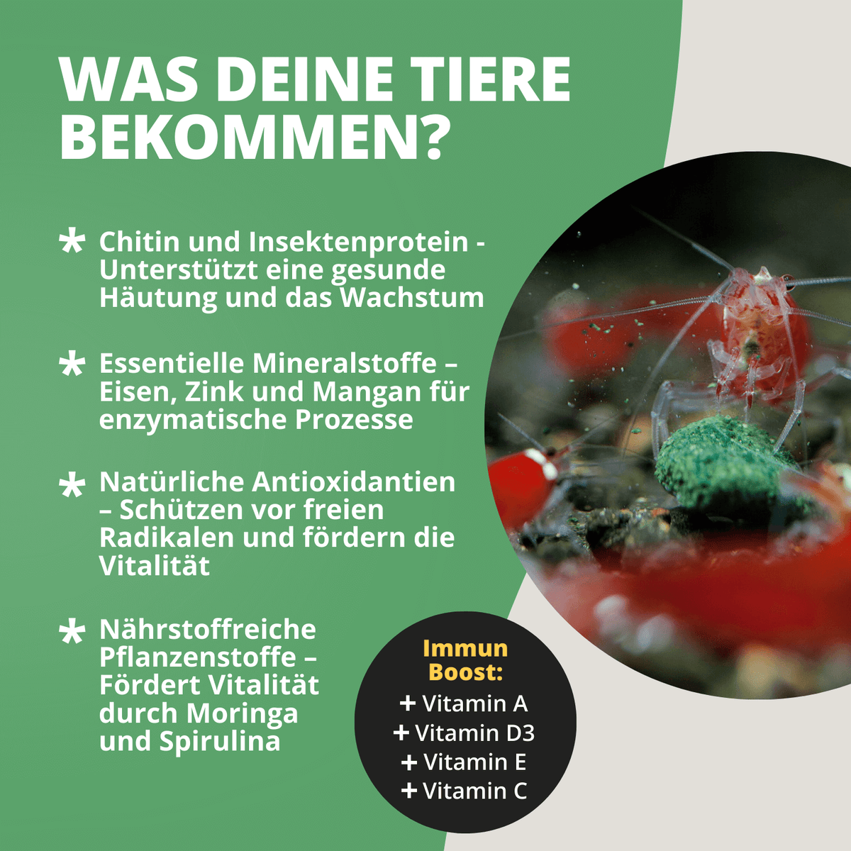 Mainfeed Probepackung