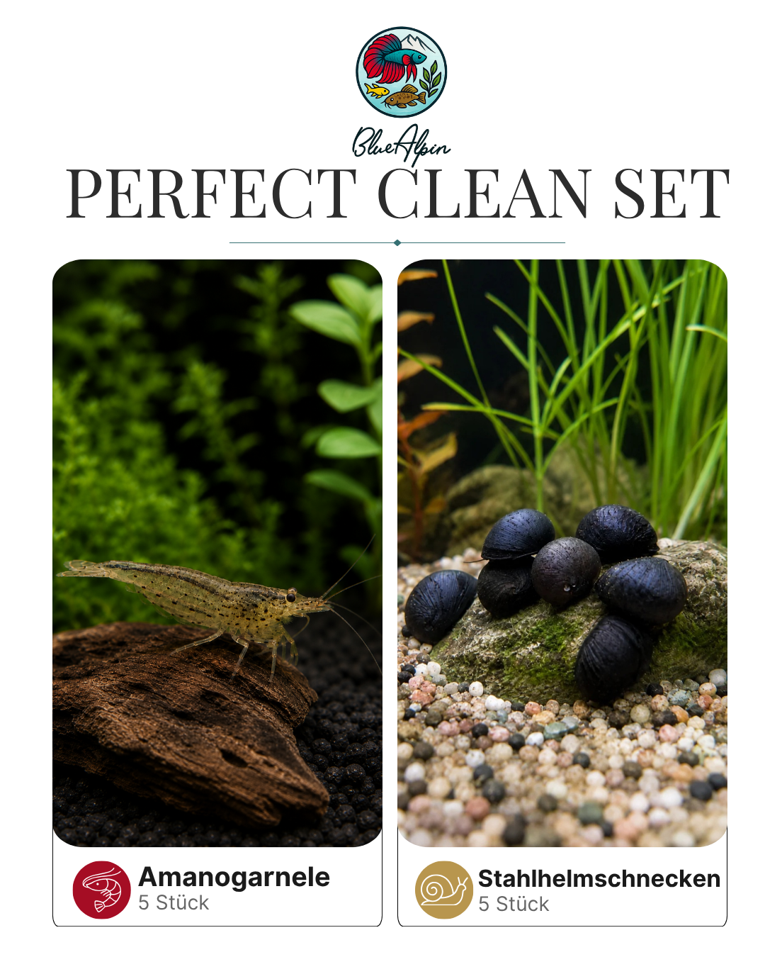 Perfect Clean Set BlueAlpin 5 Amanogarnelen+ 5 Stahlhelmschnecken