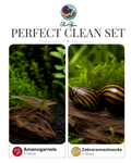 Perfect Clean Set BlueAlpin 5 Amanogarnelen+ 5 Zebra Rennschnecken