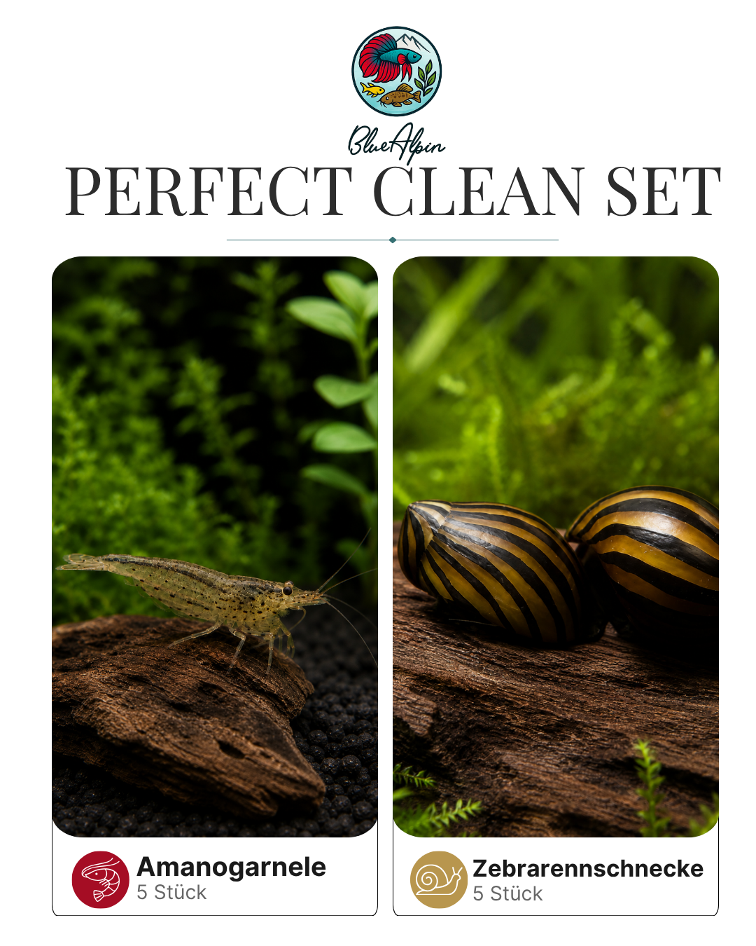 Perfect Clean Set BlueAlpin 5 Amanogarnelen+ 5 Zebra Rennschnecken