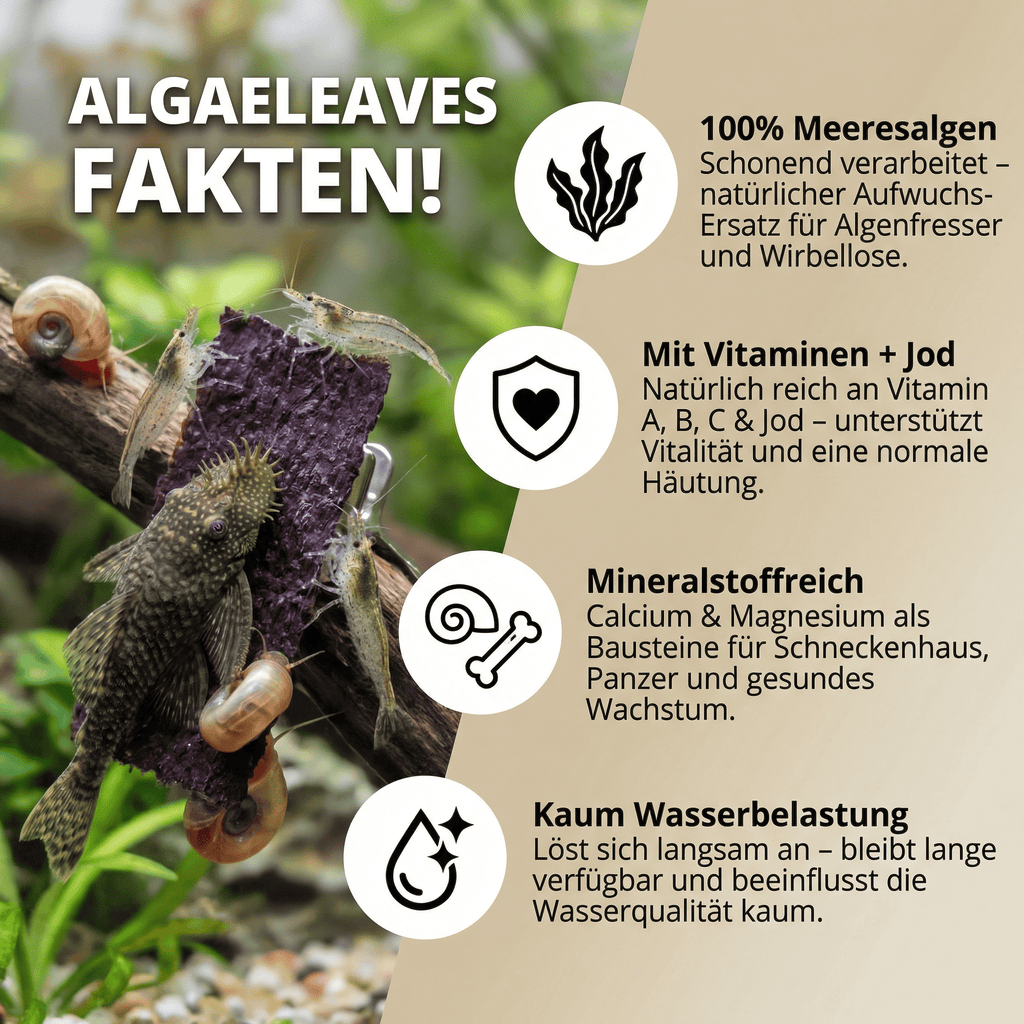 AlgaeLeaves