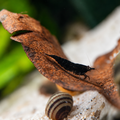 Black Rose Neocaridina davidi