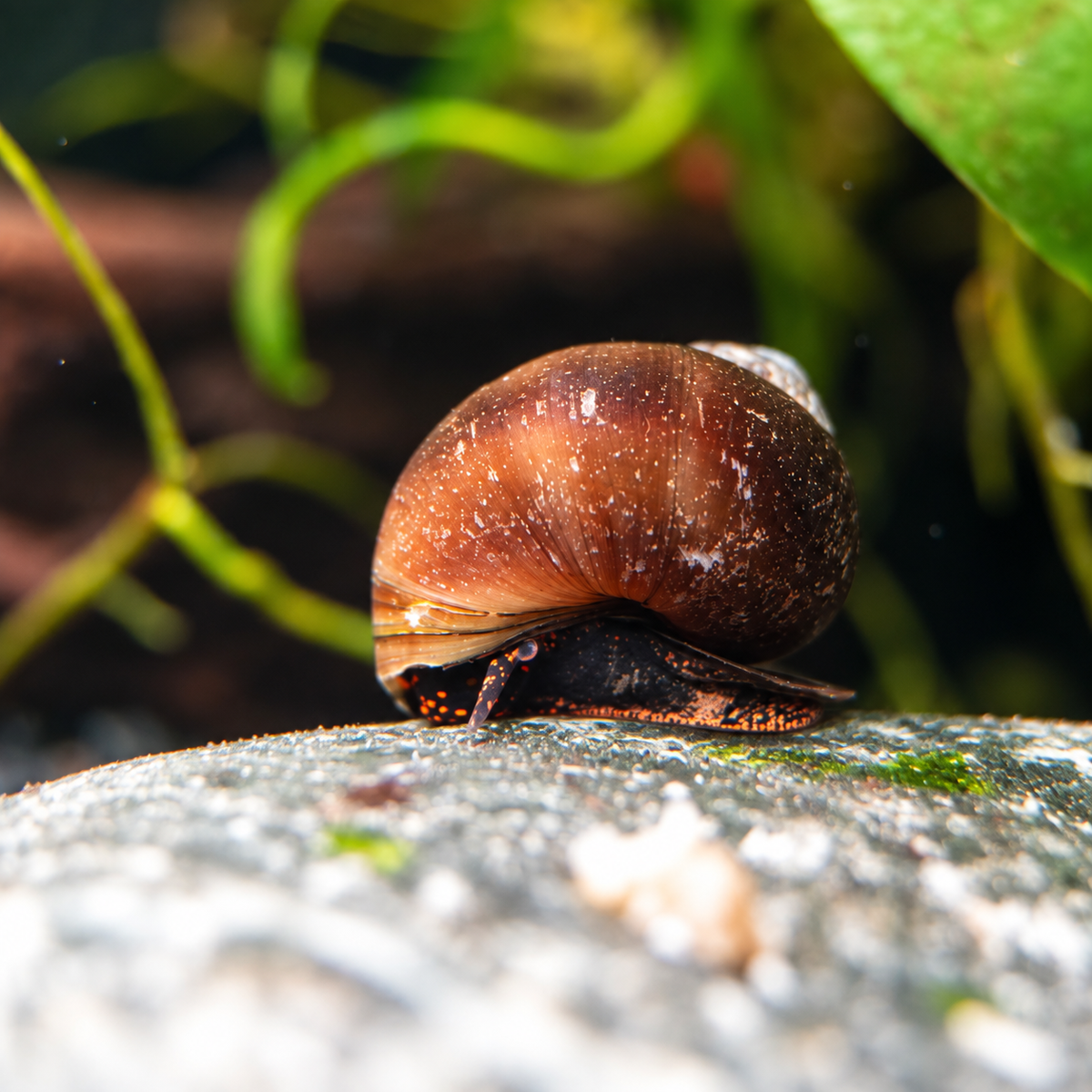 Blueberry Snail (Viviparus sp.) Zuchtgruppen