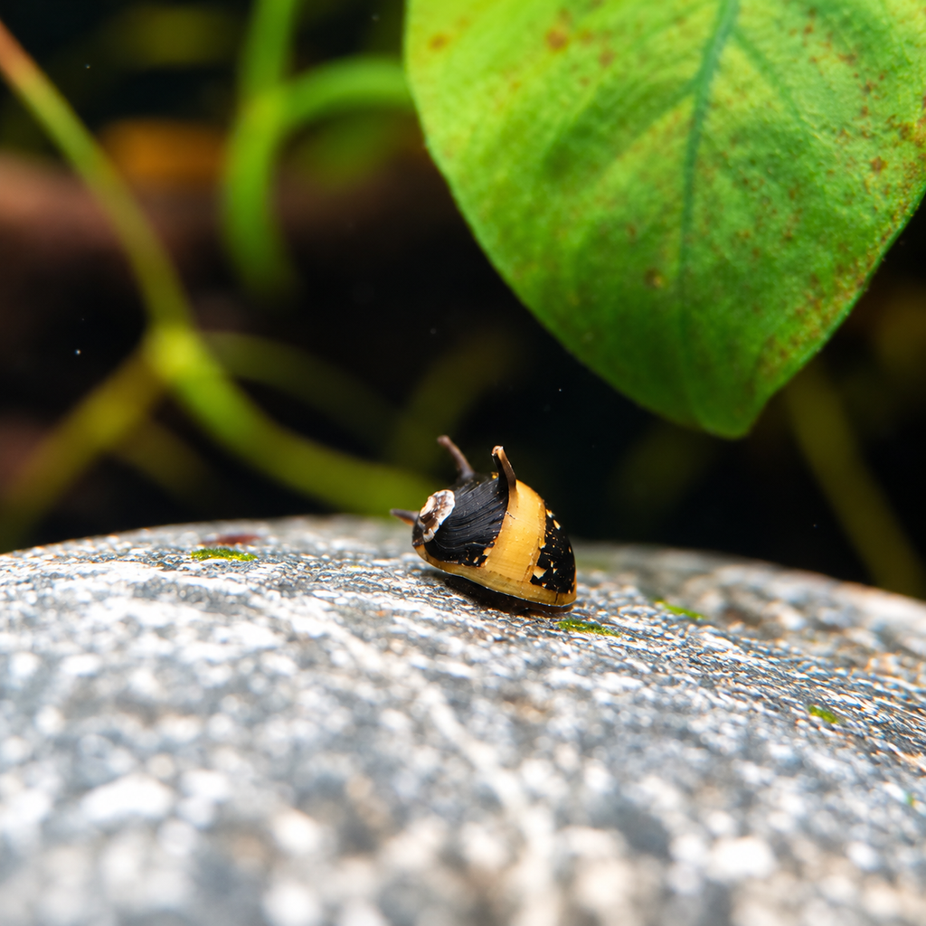 Geweihschnecken "Bumble Bee"
