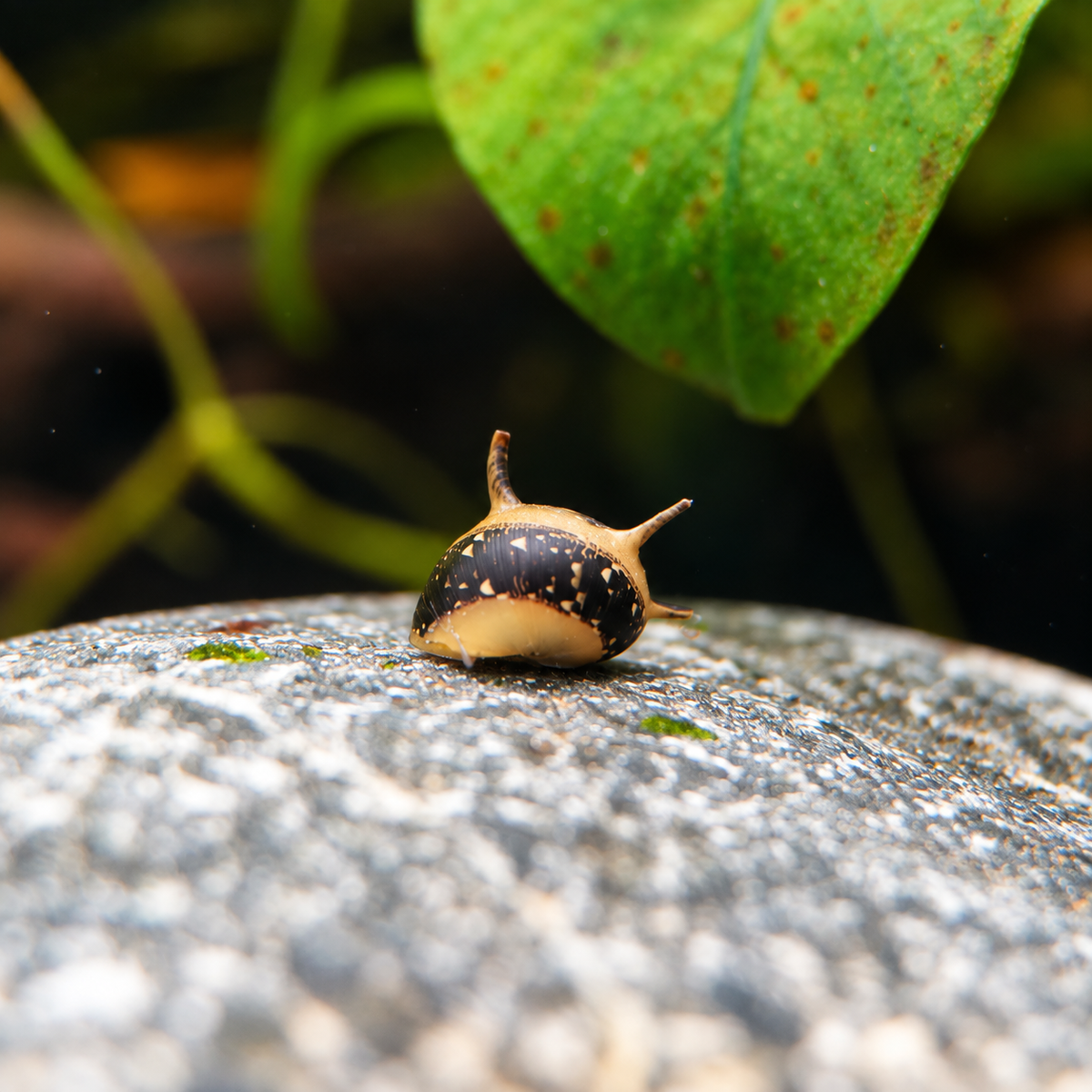 Geweihschnecken "Bumble Bee"