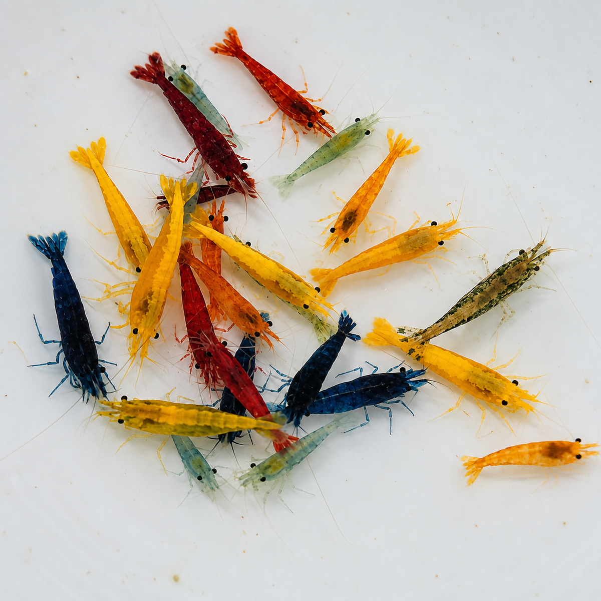 Neocaridina Mix 50stk