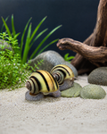 Zebra Apfelschnecke lat. Asolene spixi