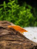 Orange Fire Neocaridina davidi