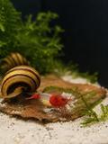 Red Rili Neocaridina davidi