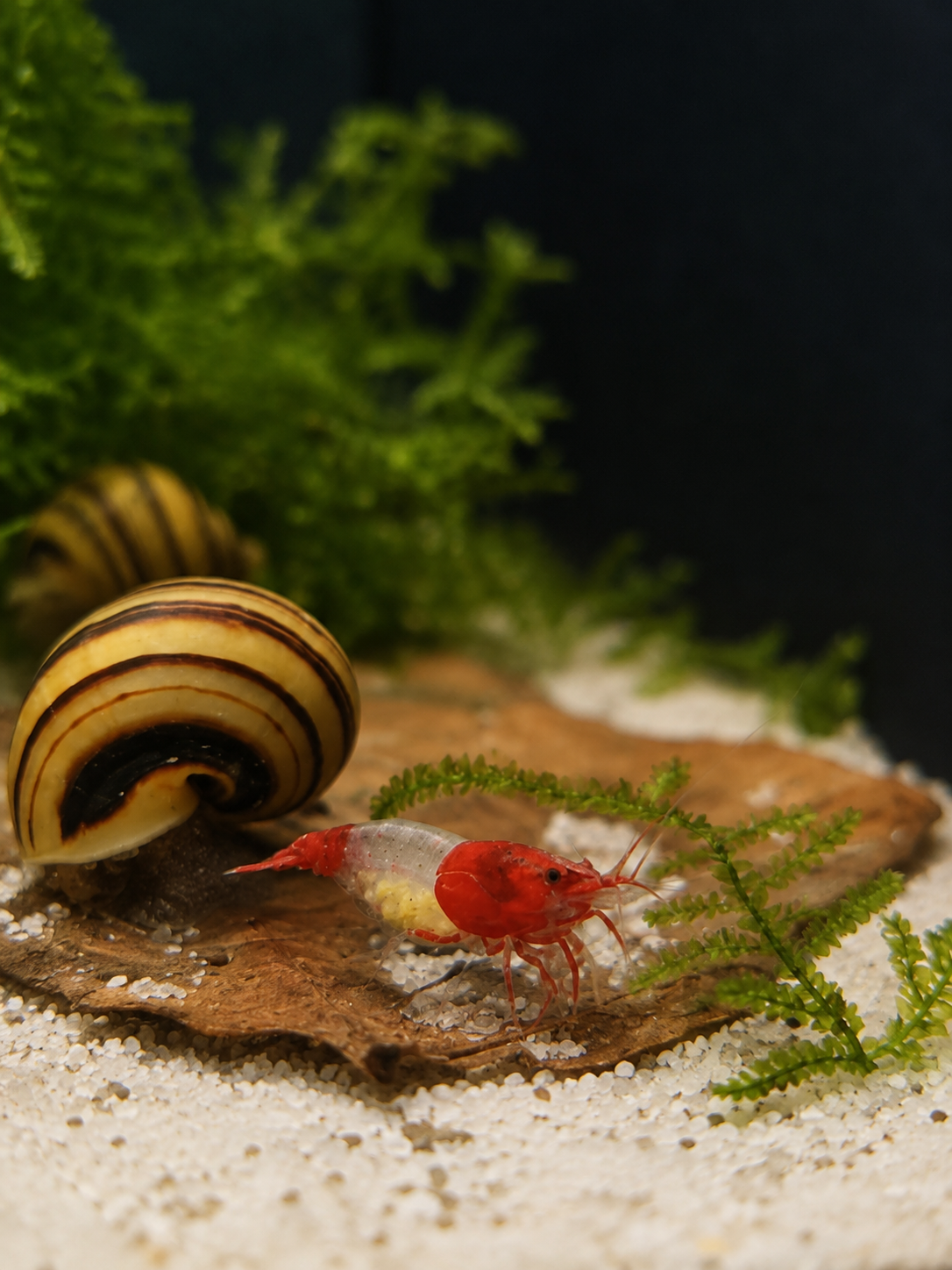 Red Rili Neocaridina davidi