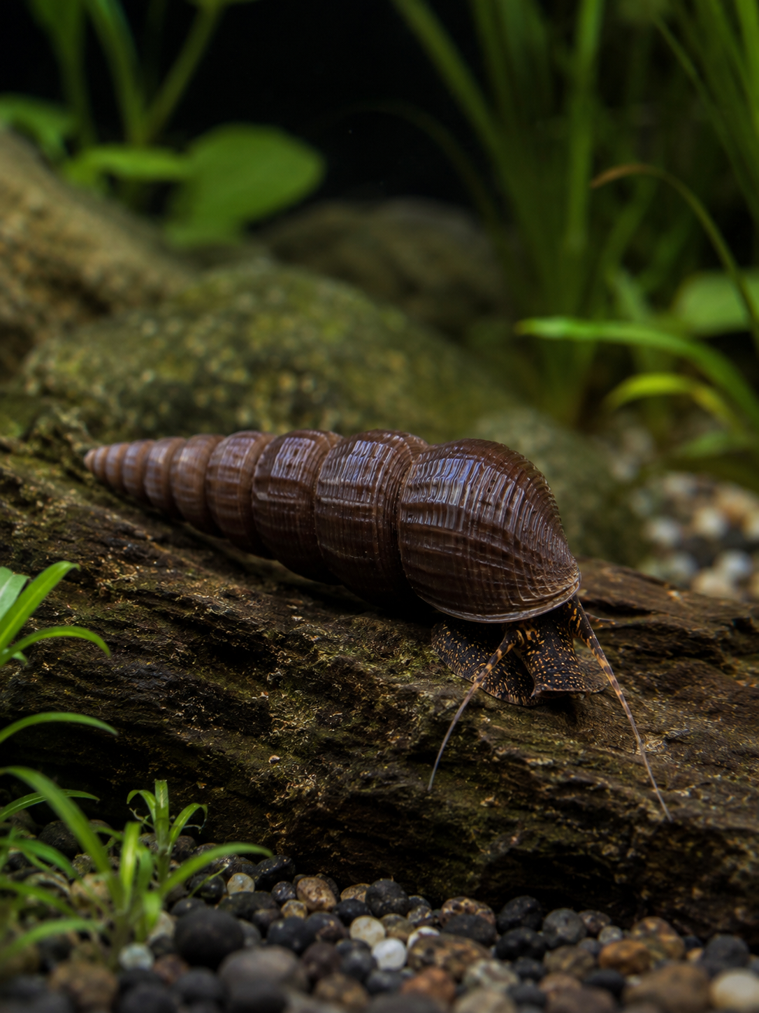 Tylomelania perfecta	Turmdeckelschnecke "Chocolate"