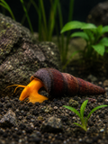 Turmdeckelschnecke „Golden“