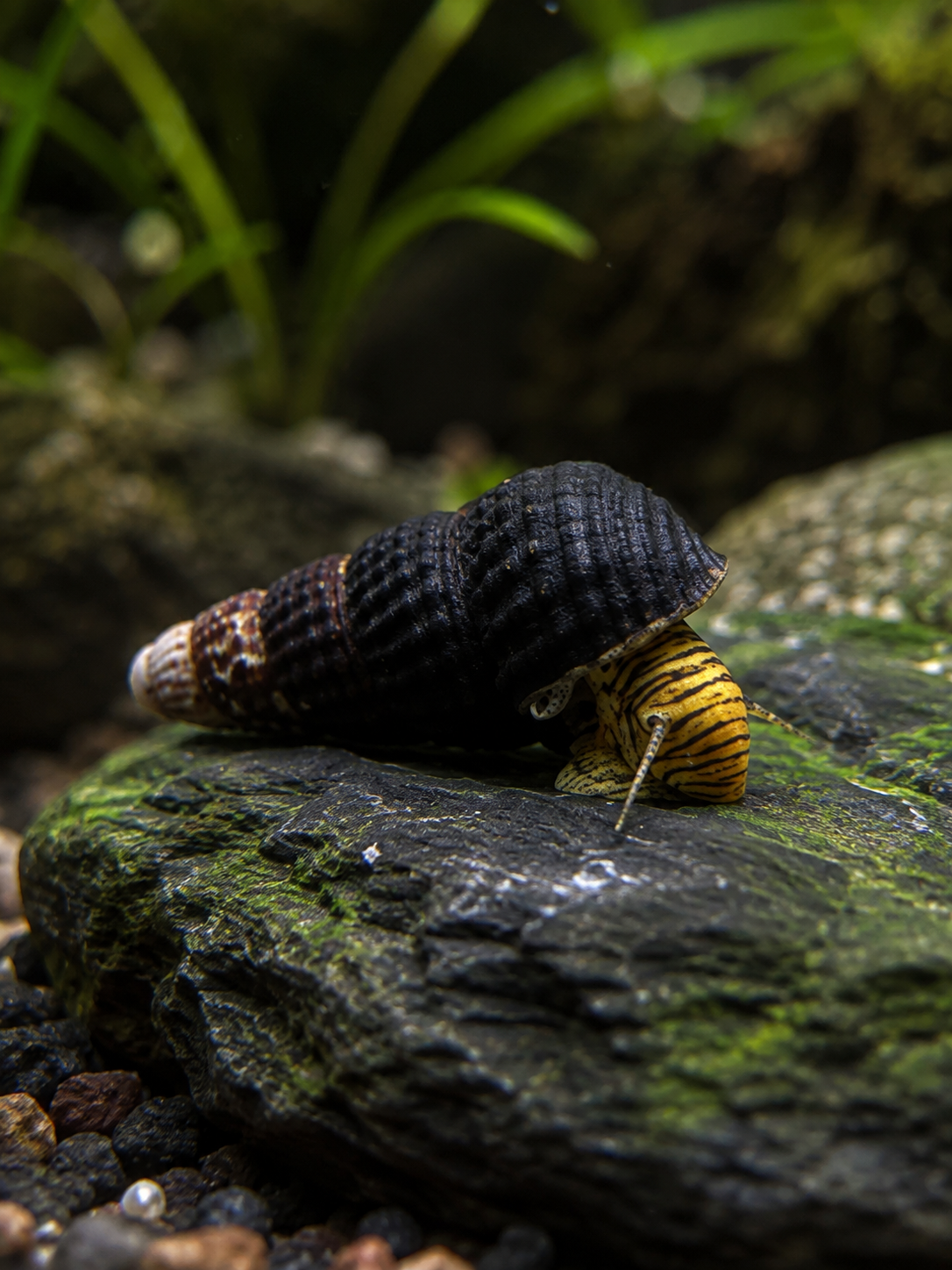 Turmdeckelschnecke "Mini yellow"