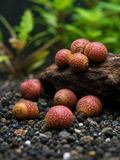 Geweihschnecke "Pink"