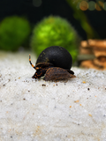 Blueberry Snail (Viviparus sp.)