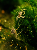 Thai Microkrabbe (Limnopilos naiyanetri)