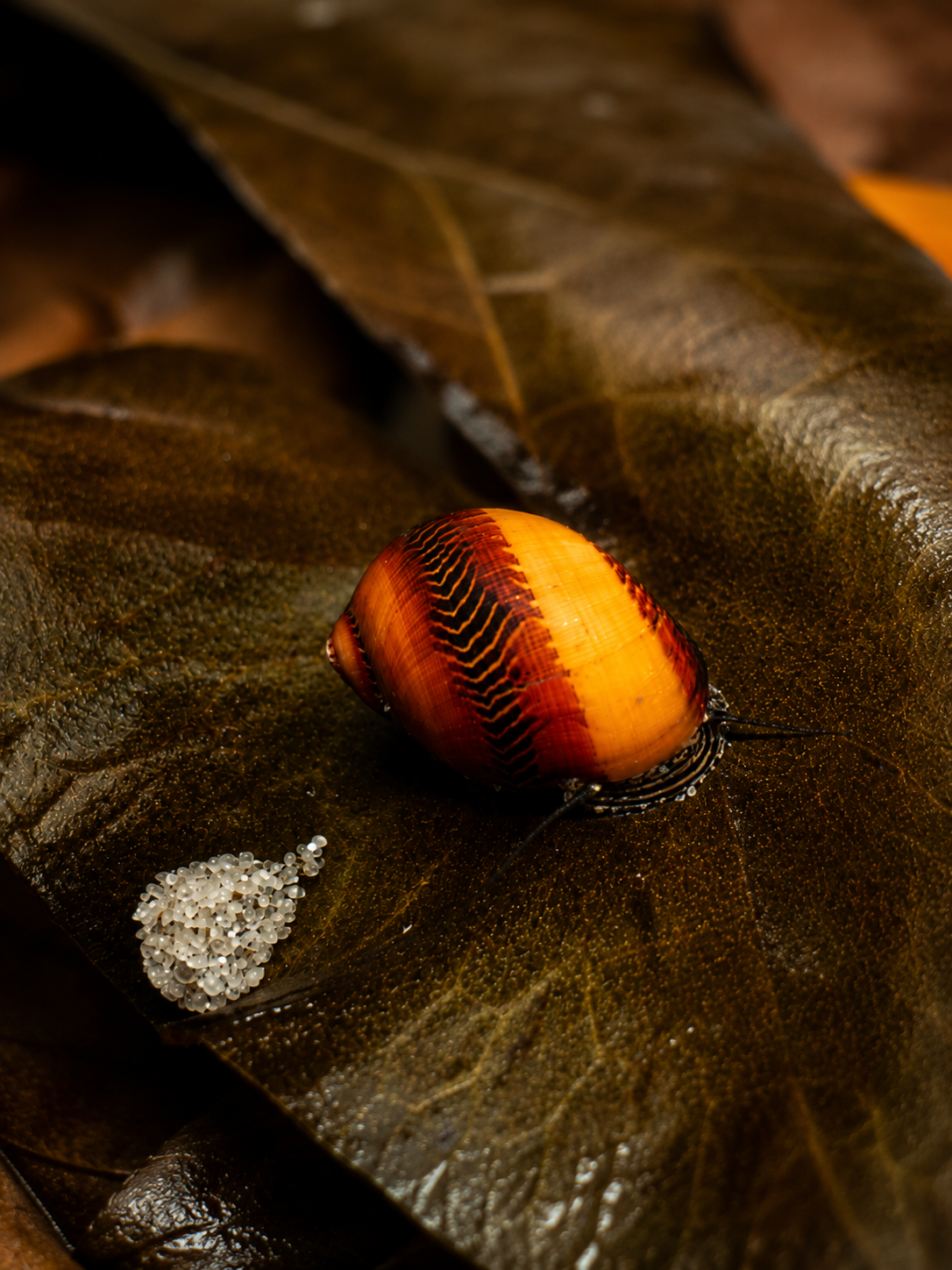 Rote Rennschnecke Vittina waigiensis