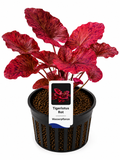 Roter Tigerlotus (Nymphaea lotus 'Red'