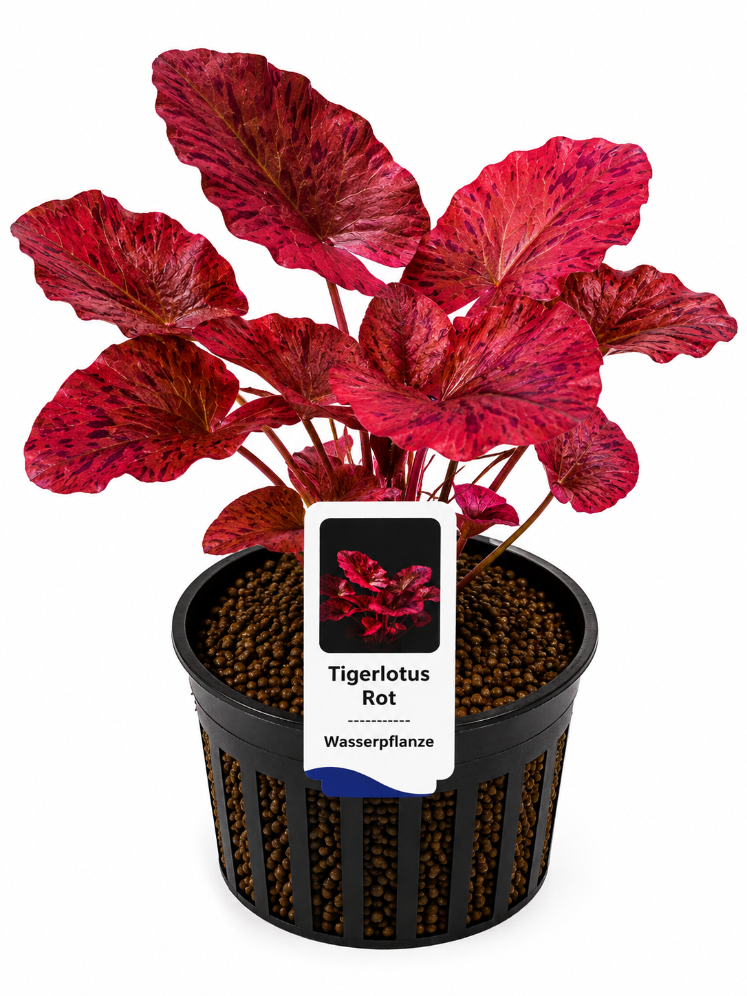Roter Tigerlotus (Nymphaea lotus 'Red'