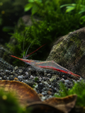 Nashorngarnele "Super Rote" (Caridina gracilirostris)