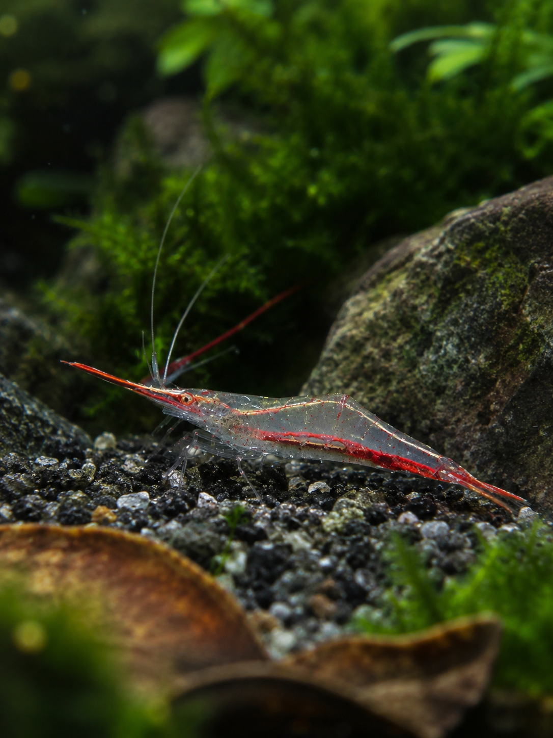 Nashorngarnele "Super Rote" (Caridina gracilirostris)