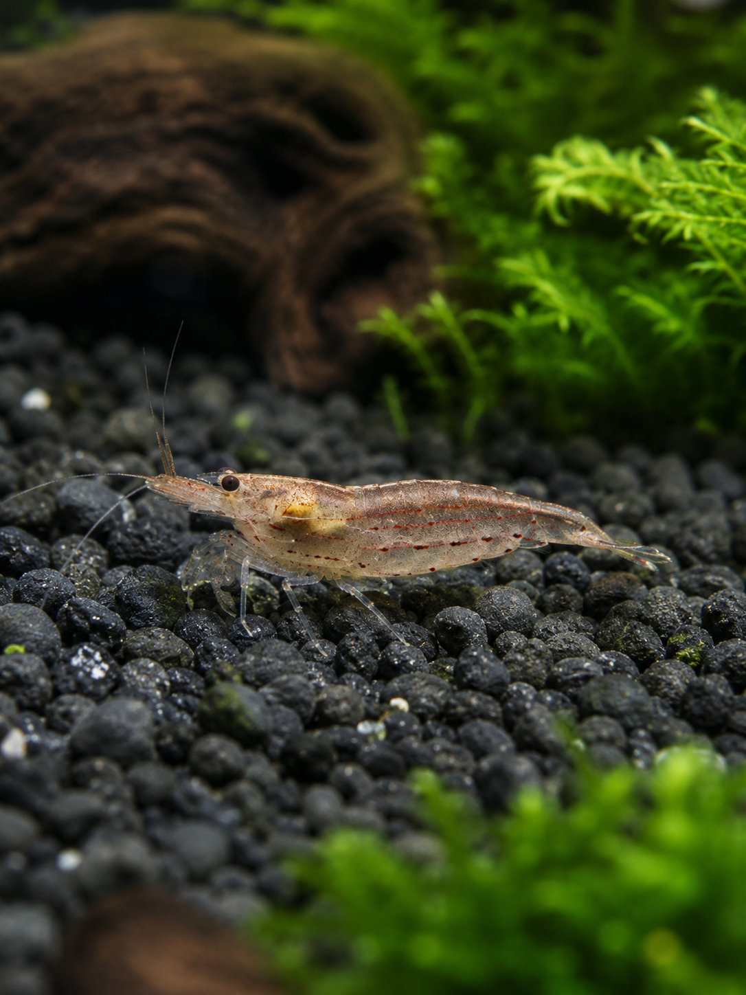 "AMANO ORANGE" Algengarnele med