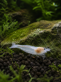 "SNOW AMANO" Algengarnele med