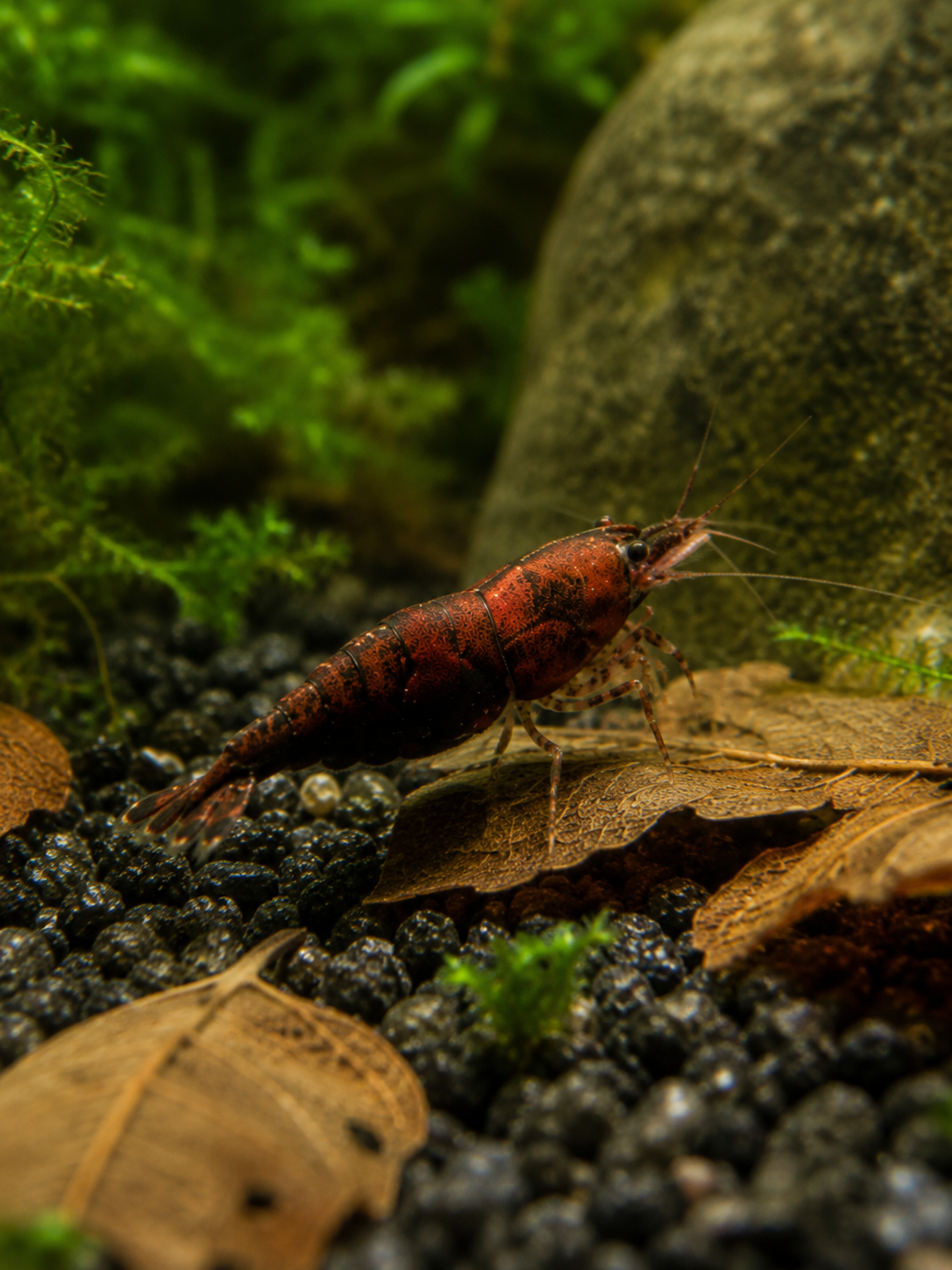 Onyx Neocaridina davidi