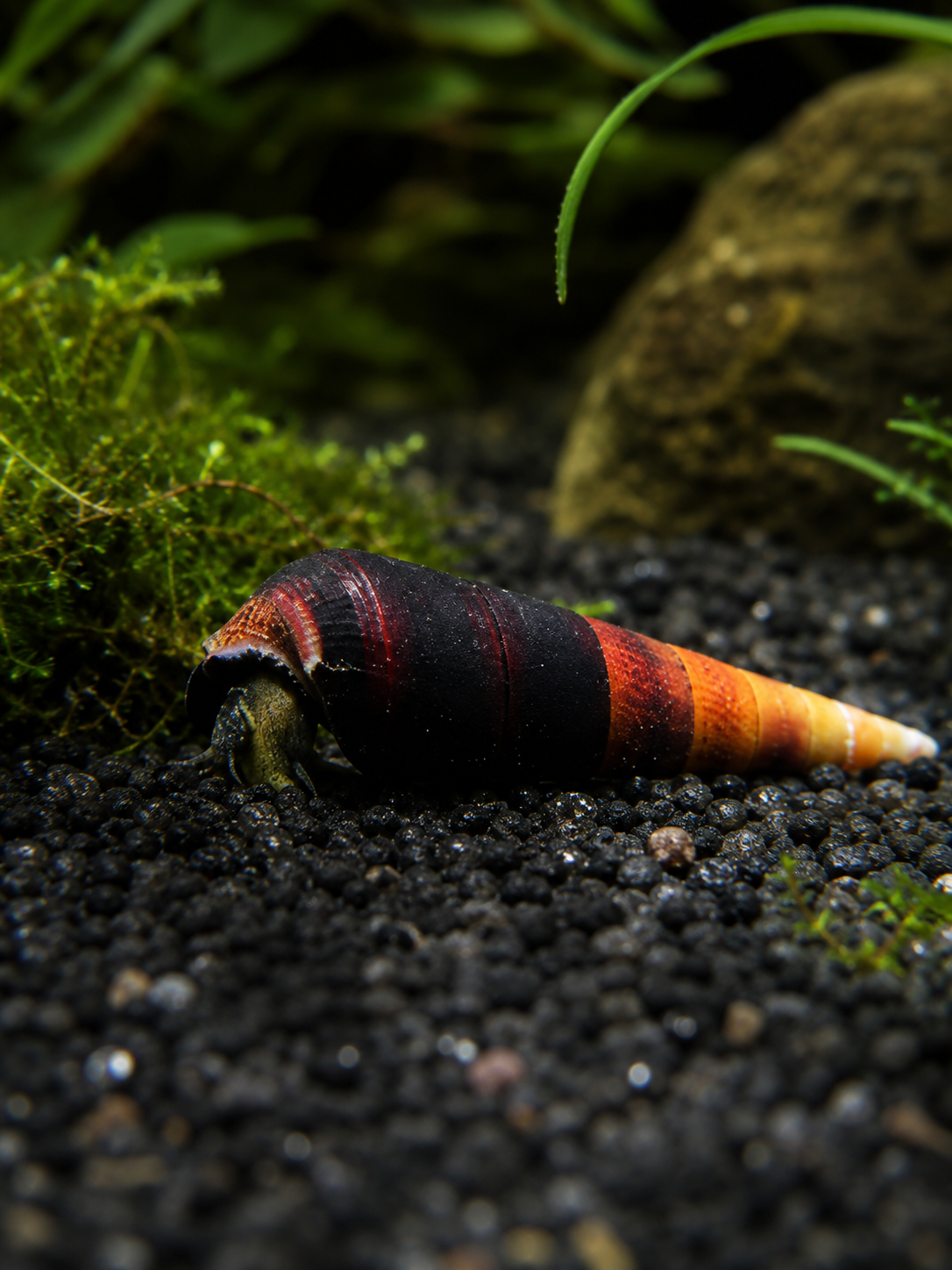 Faunus-Schnecke (Faunus sp.)