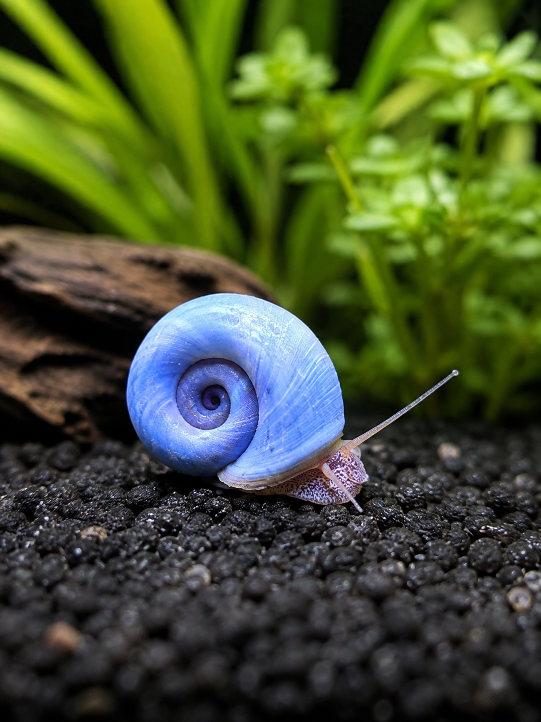 Blaue Posthornschnecke