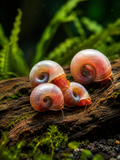 Rosapinke Posthornschnecke