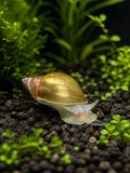 Yoda Schnecke