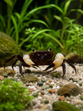 Unterwasserkrabbe "Matano white Claw" - Parathelphusa flavichela