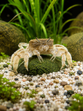 Zwergghost Unterwasserkrabbe - Potamocypoda pugil