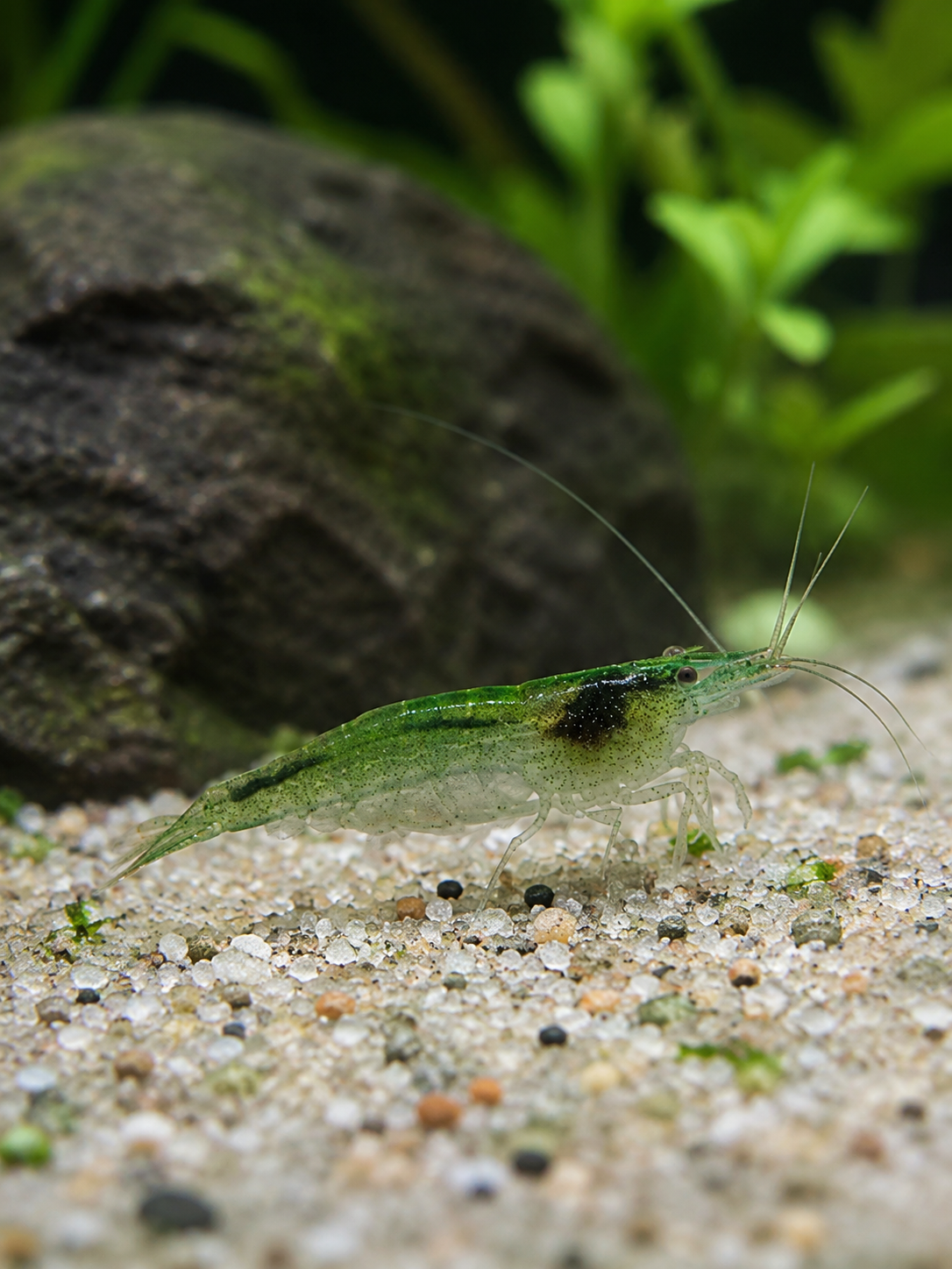 Caridina babaulti „Green“
