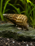 Genoppte Turmdeckelschnecke