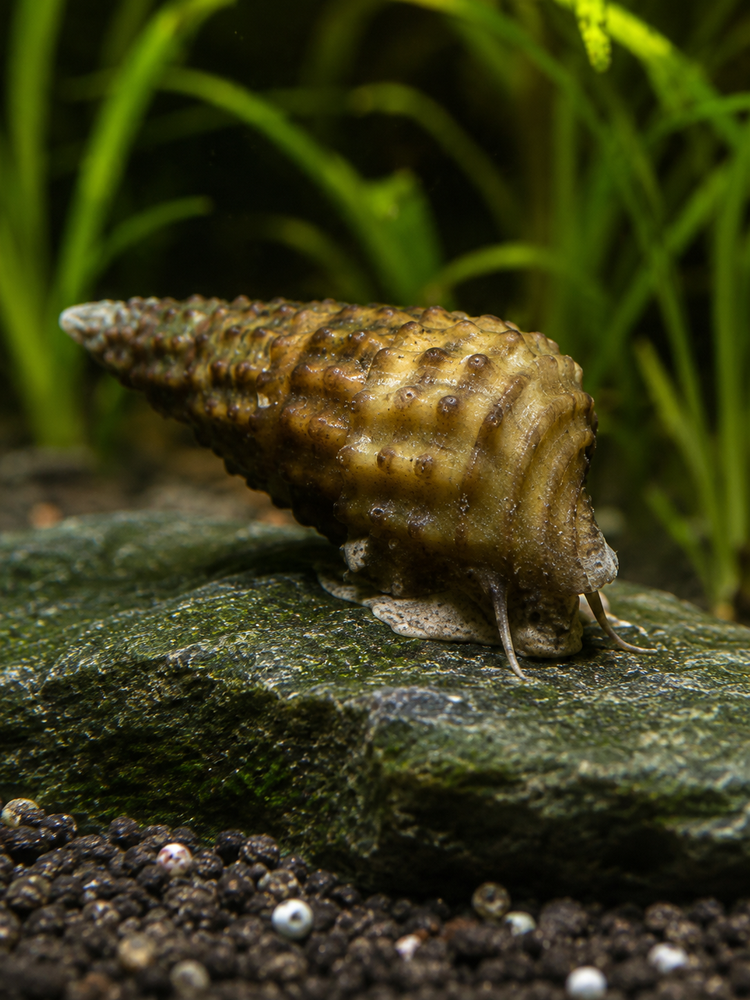 Genoppte Turmdeckelschnecke