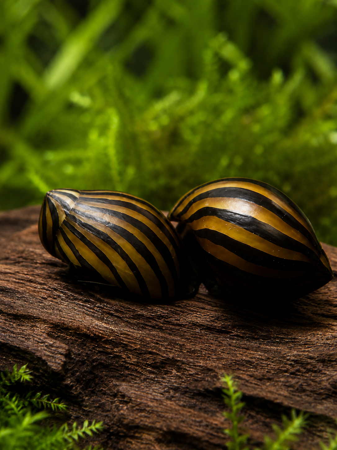 Zebra Rennchnecke Neritina sp