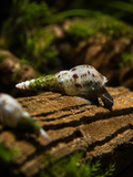 Indische Turmdeckelschnecke