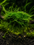 Christmas Moos InVitro Vesicularia montagnei
