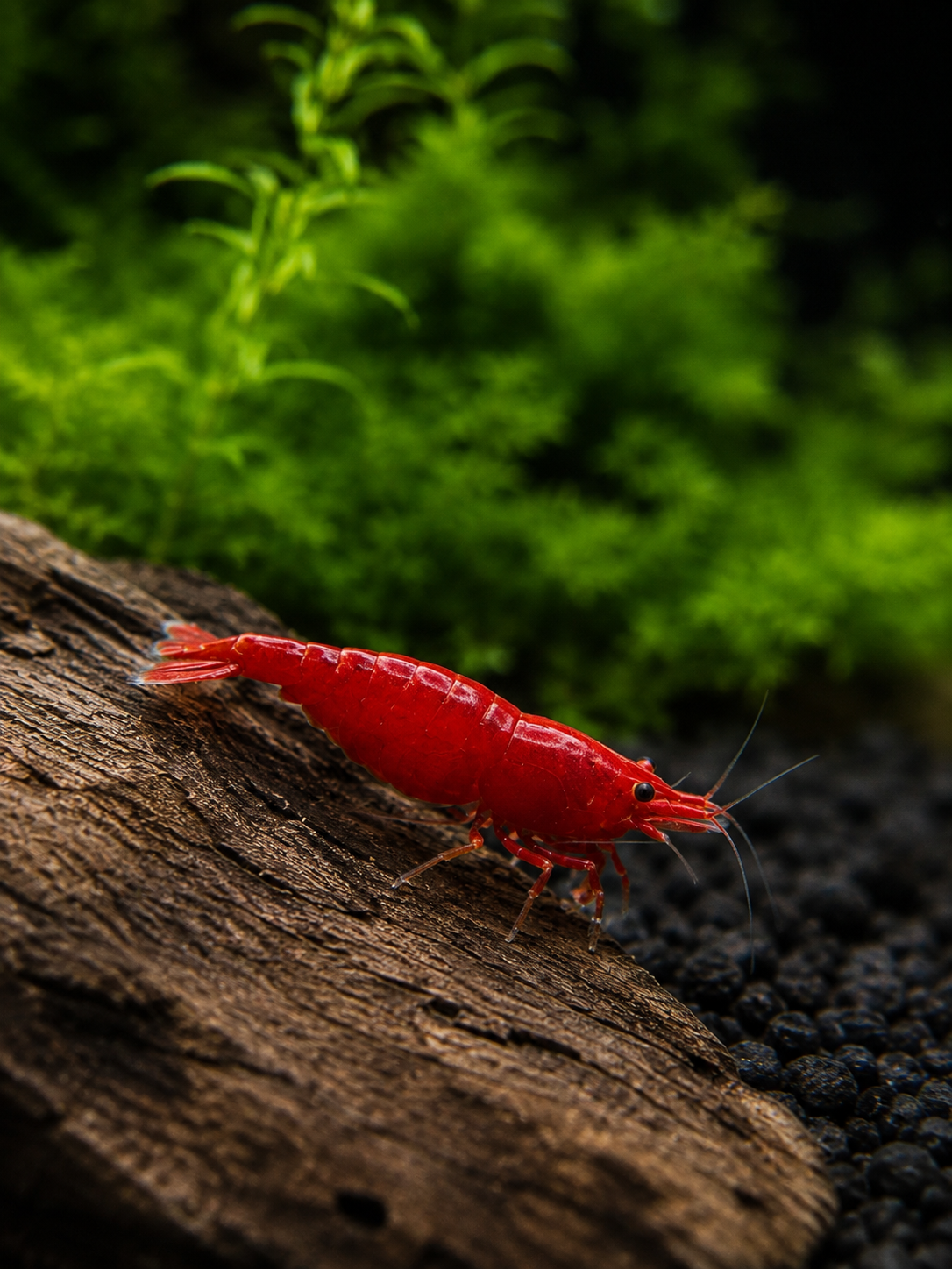 Bloody Marry Neocaridina davidi Zuchtgruppe/n