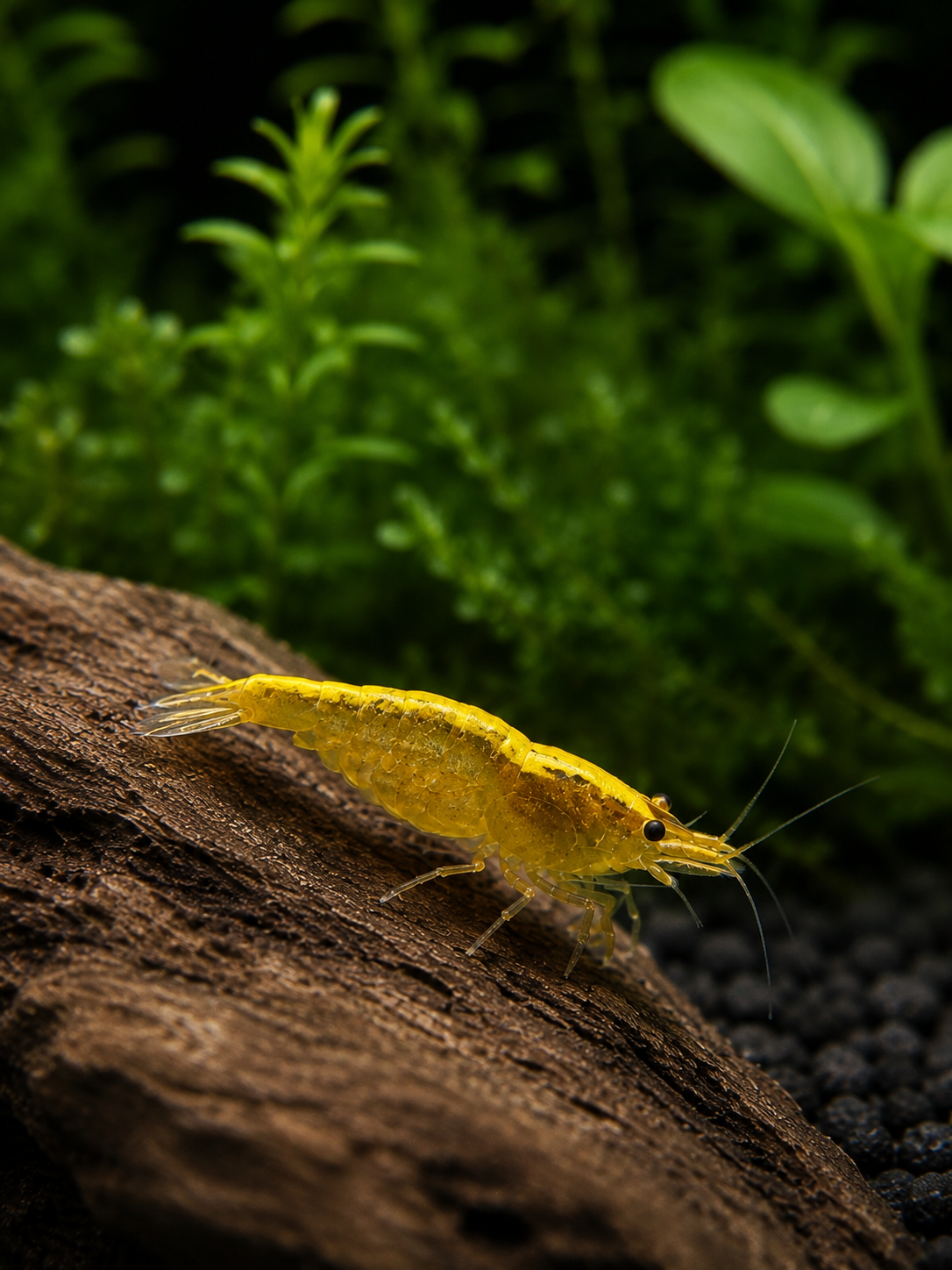 Yellow Stripe Neocaridina Zuchtgruppe/n