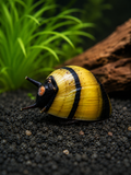 Geweihschnecken "Bumble Bee"
