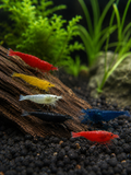 Neocaridina Mix 10+2