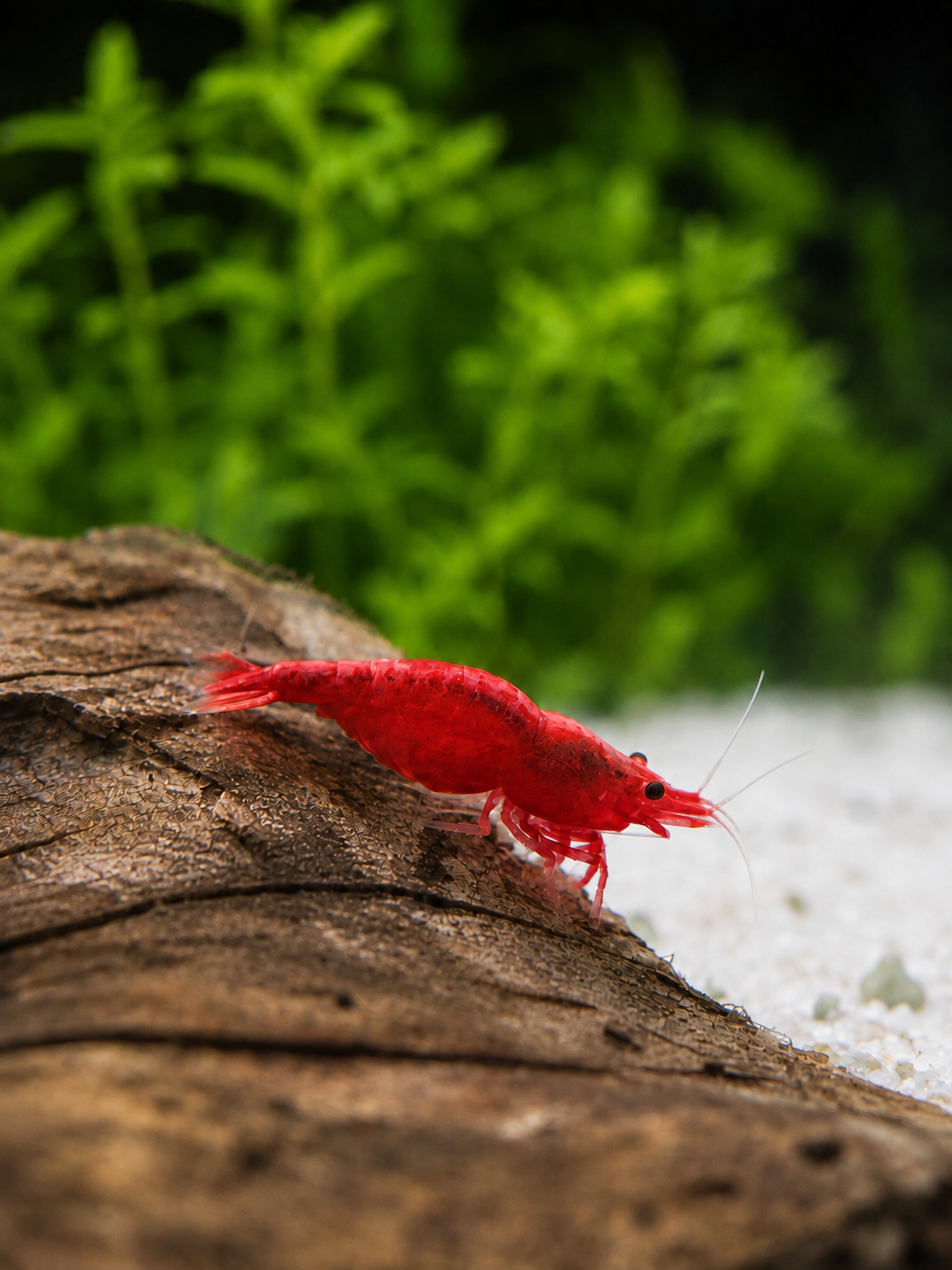Red Sakura Neocaridina davidi
