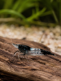 Black Rili Neocaridina davidi