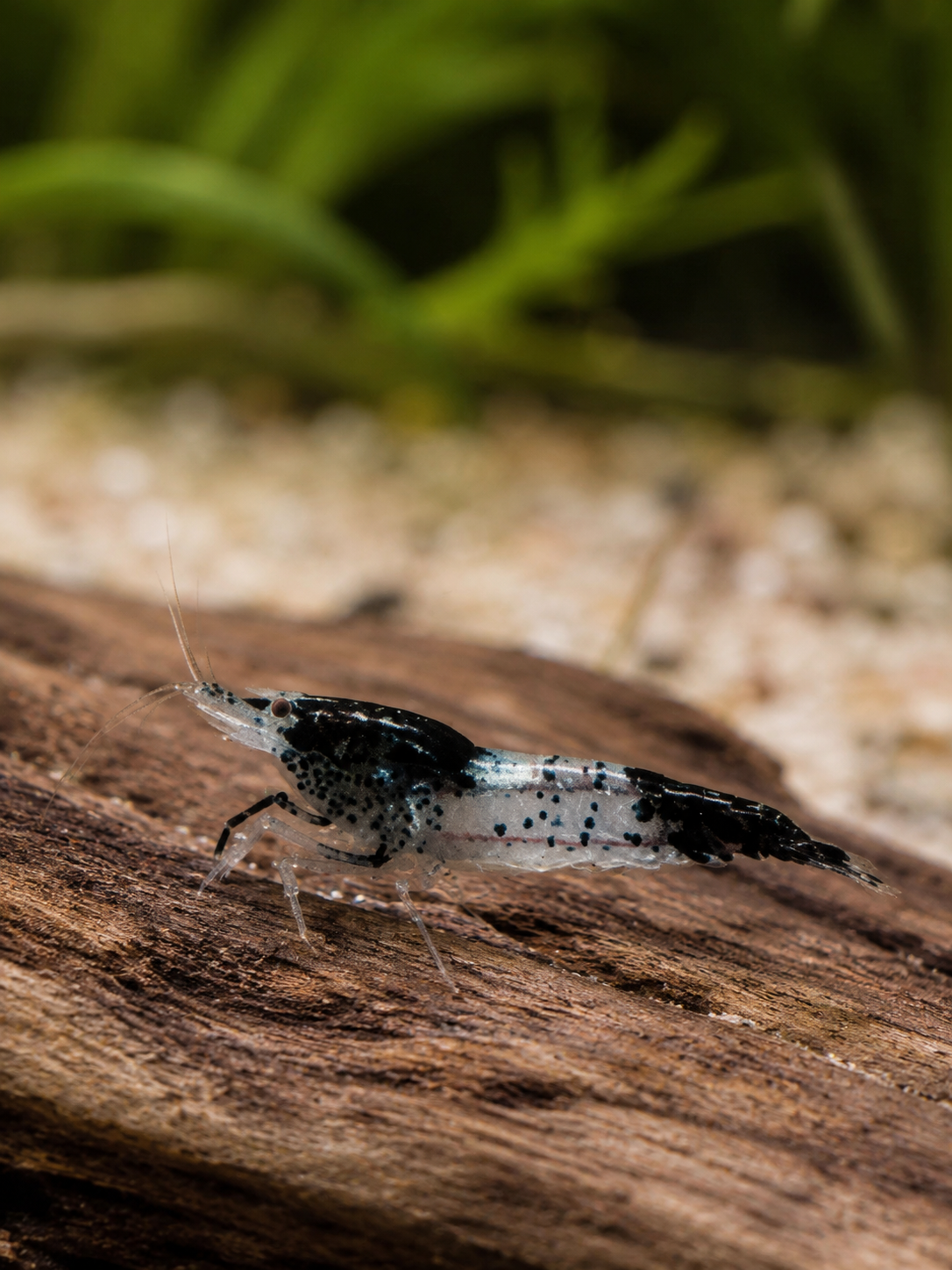 Black Rili Neocaridina davidi